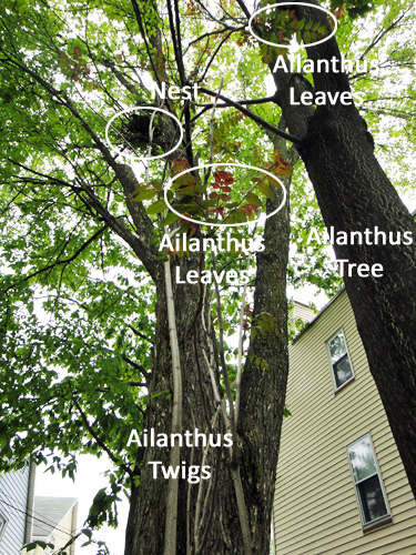 ailanthus5_23.jpg