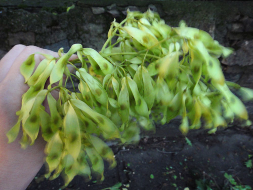 ailanthus_fruit8_28.jpg