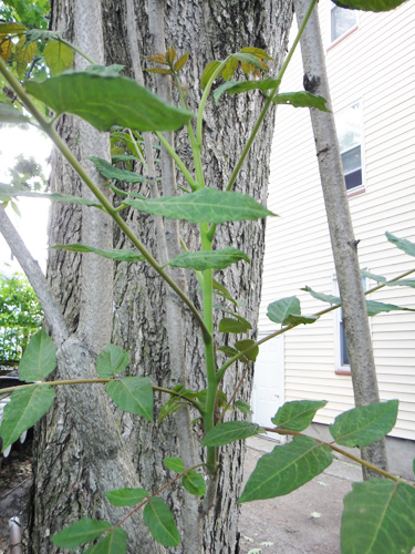 ailanthus_growth6_3.jpg