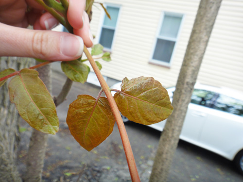 ailanthus_leaf5_23.jpg