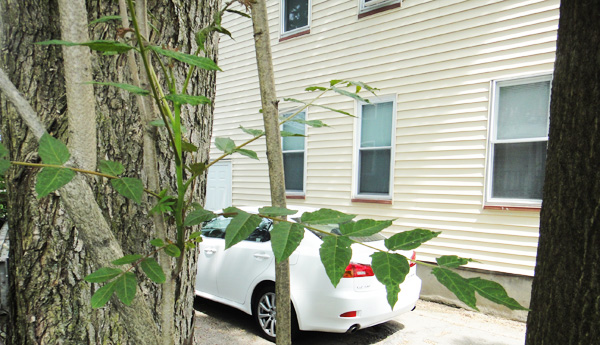 ailanthus_leaves_5_30.jpg