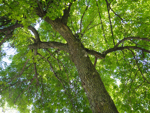 ash_canopy5_21.jpg