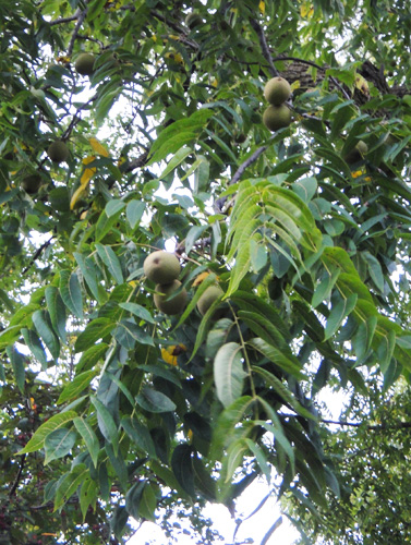 black_walnut_fruit9_1.jpg