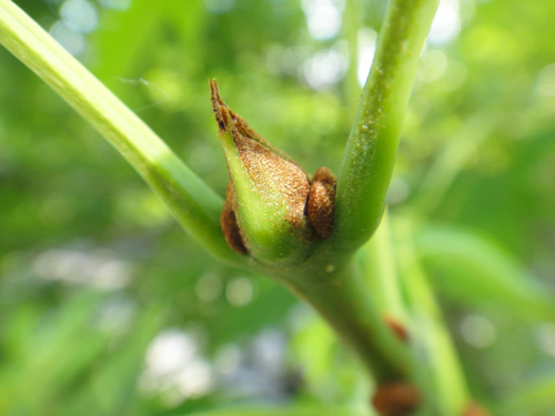 buds6_13a.jpg