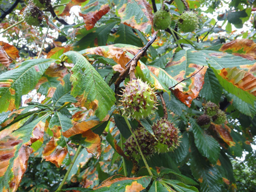 chestnut9_6.jpg