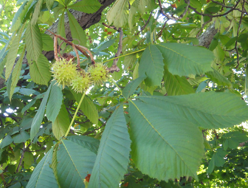 chestnut_tree8_1a.jpg