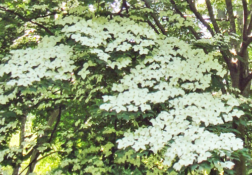 dogwood_arboretum.jpg