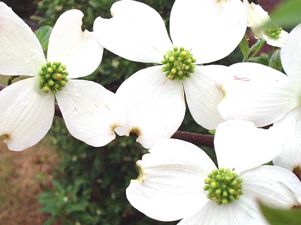 dogwood  pictures