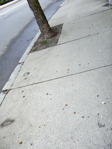 droppings4_27a.jpg