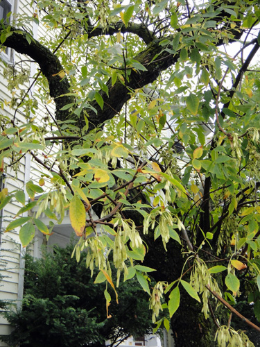 Dogwood+tree+leaves+turning+yellow