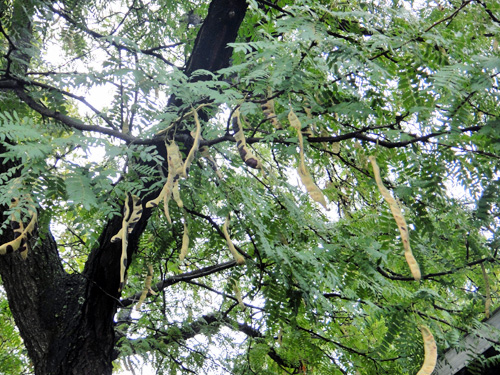 honey_locust9_22.jpg