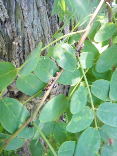 honeylocust6_21e.jpg