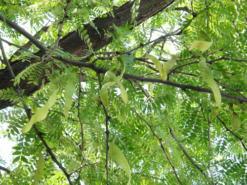 honeylocust8_1b.jpg