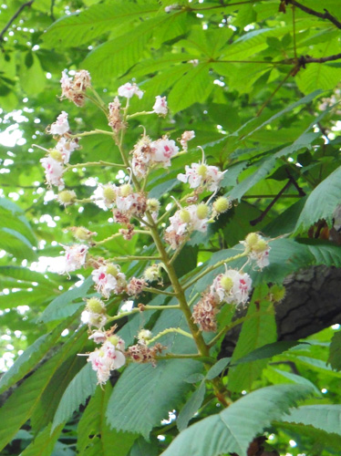 horse_chestnut6_1.jpg