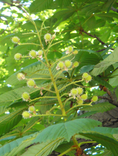 http://treeblog.hansels.net/treeblog/horse_chestnut6_6.jpg