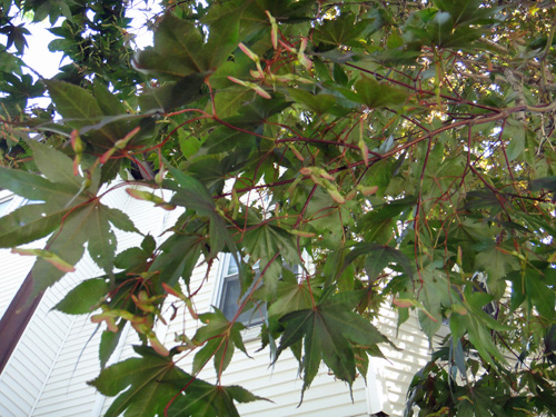 japanese_maple8_1a.jpg