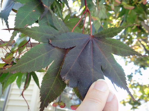 japanese_maple8_1b.jpg