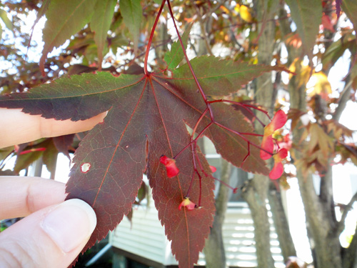 japanese_maple_leaf5_25.jpg