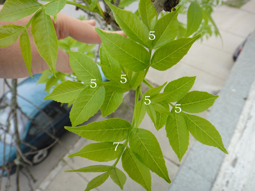 leaf_count5_9c.jpg