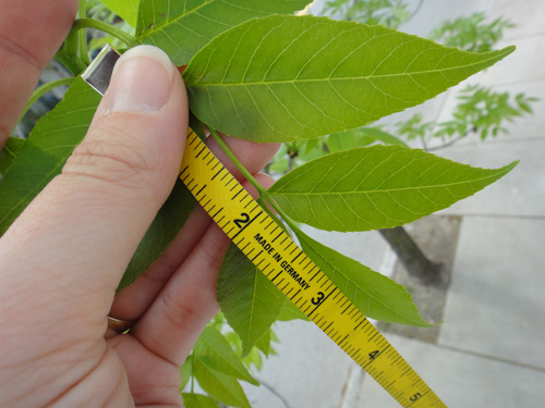 leaf_grow_lg5_9.jpg