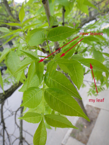 leaf cluster