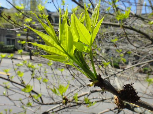 leaves5_1compare.jpg