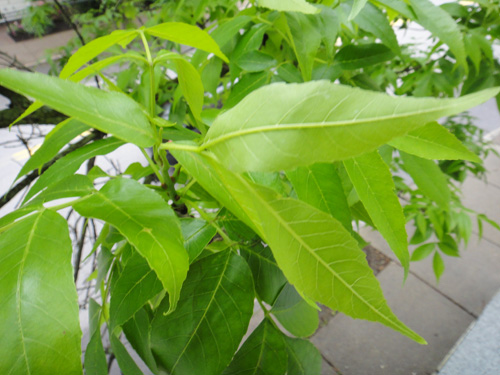 leaves_aphids5_24.jpg
