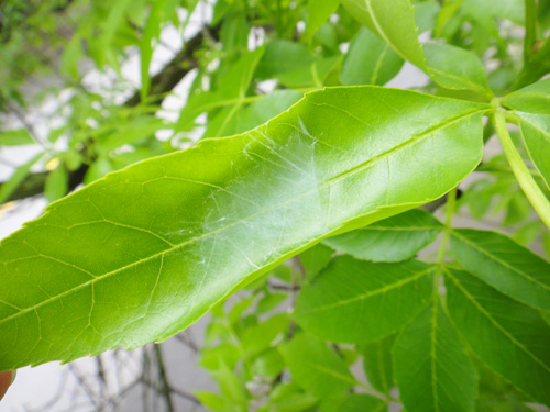 leaves_aphids5_24b.jpg