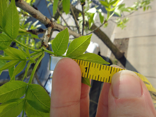 leaves_grow5_8day.jpg