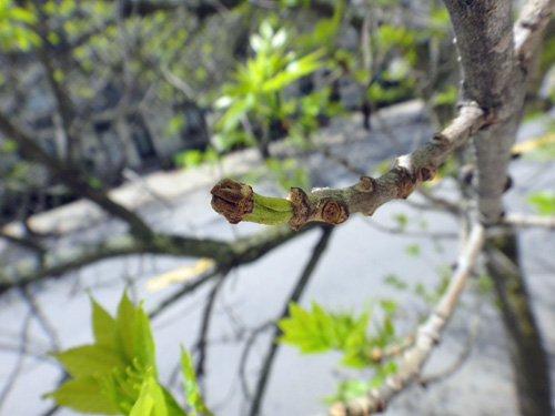 leaves_grow_bud5_6.jpg