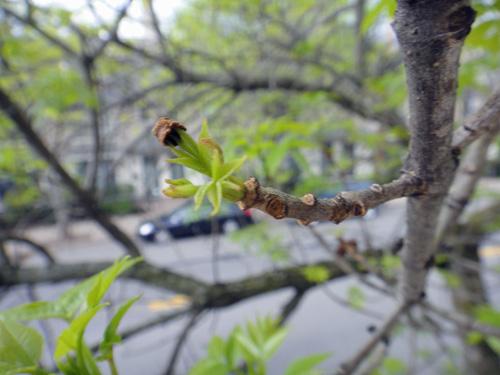 leaves_grow_bud5_7a.jpg