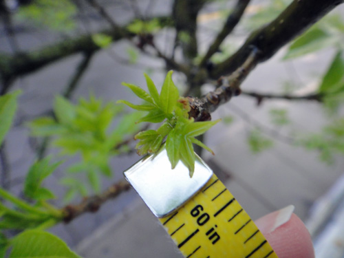 leaves_grow_bud5_7b.jpg