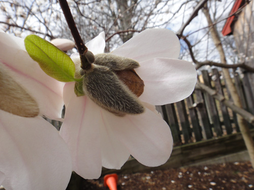 magnolia3.jpg