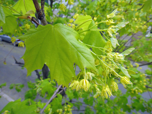 maple_leaves5_4.jpg