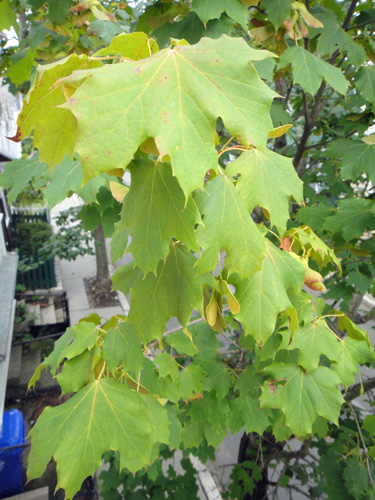 maple_leaves8_16.jpg