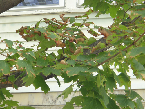 maple_leaves8_26.jpg