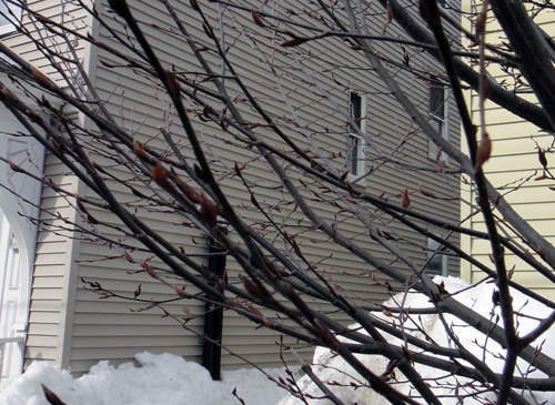 neighborhood_tree3.jpg