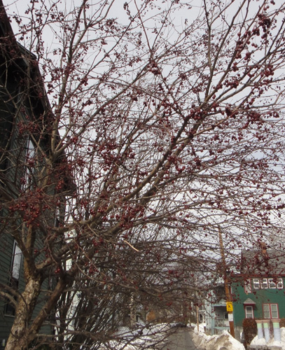 neighborhood_tree6.jpg