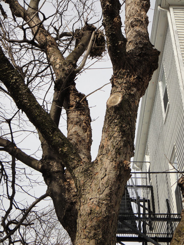 neighborhood_tree7.jpg