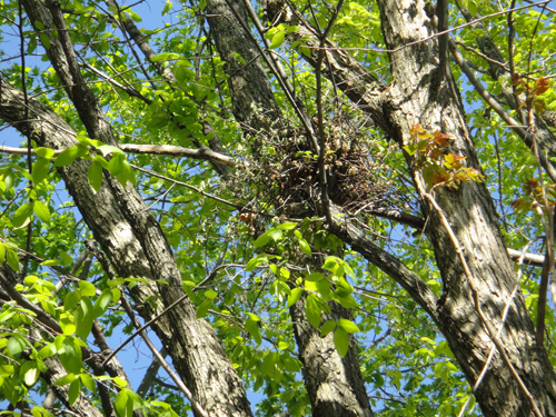 nest5_16.jpg