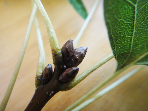 oak_buds10_10.jpg