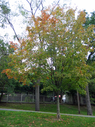 types of maple trees in tennessee