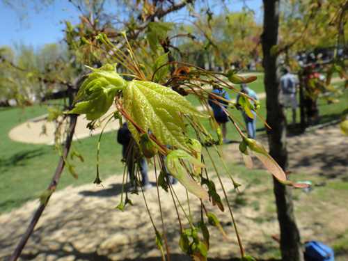 red_maple_leaves5_1.jpg