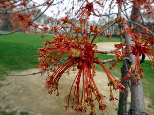 redflowers4_18lg.jpg