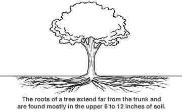 rootgrowth.jpg