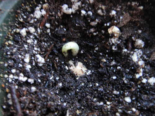 sprout1.jpg