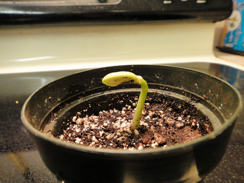 sprout2.jpg