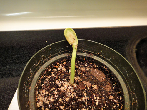 sprout3.jpg