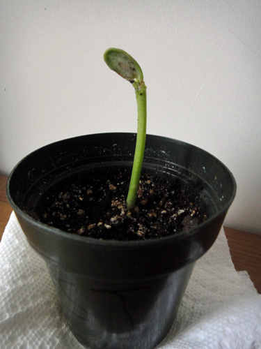 sprout4.jpg