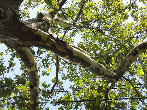 Dogwood+tree+bark+peeling